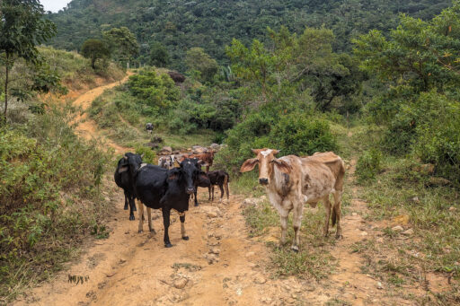 Mata Atlantica Bike Route S1