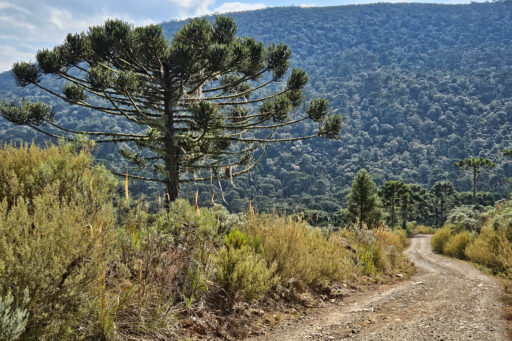 Mata Atlantica Bike Route S4