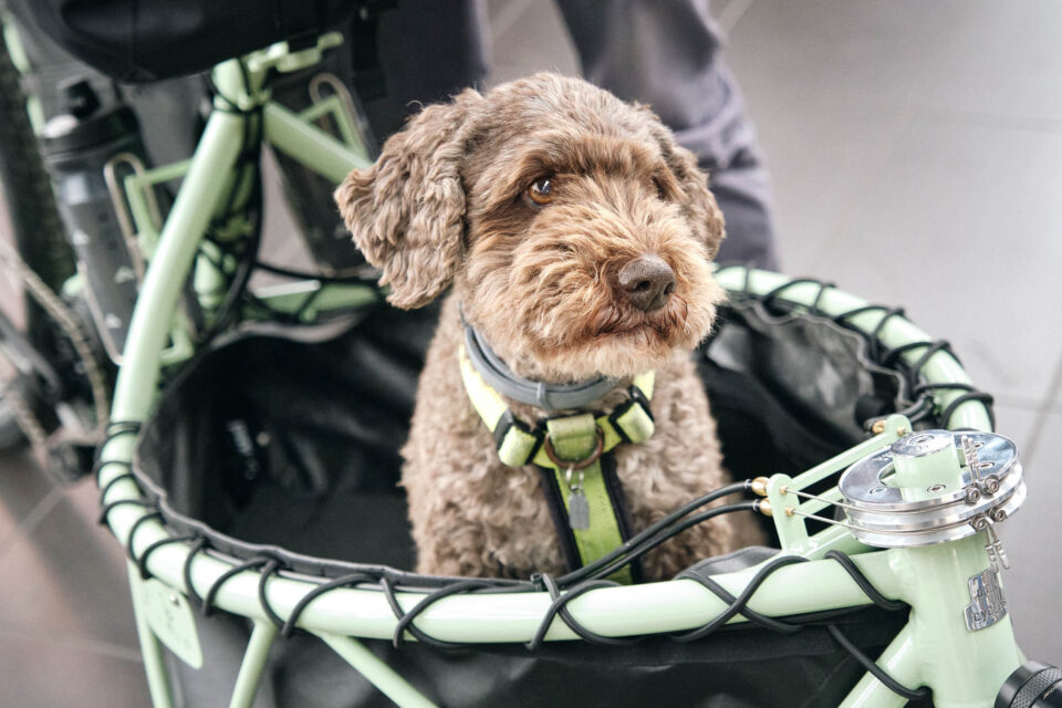 Bespoked Dresden 2025