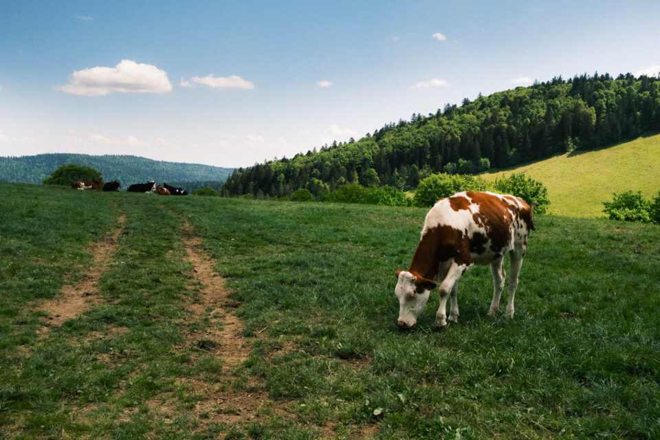 Bikepacking the Black Forest