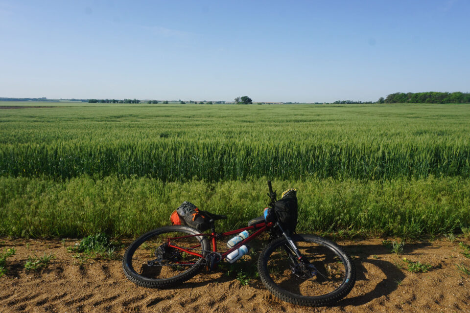 Amber Waves of Grain