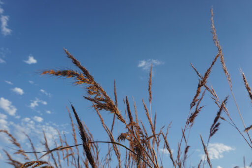 Amber Waves of Grain bikepacking route