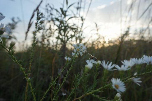 Amber Waves of Grain bikepacking route