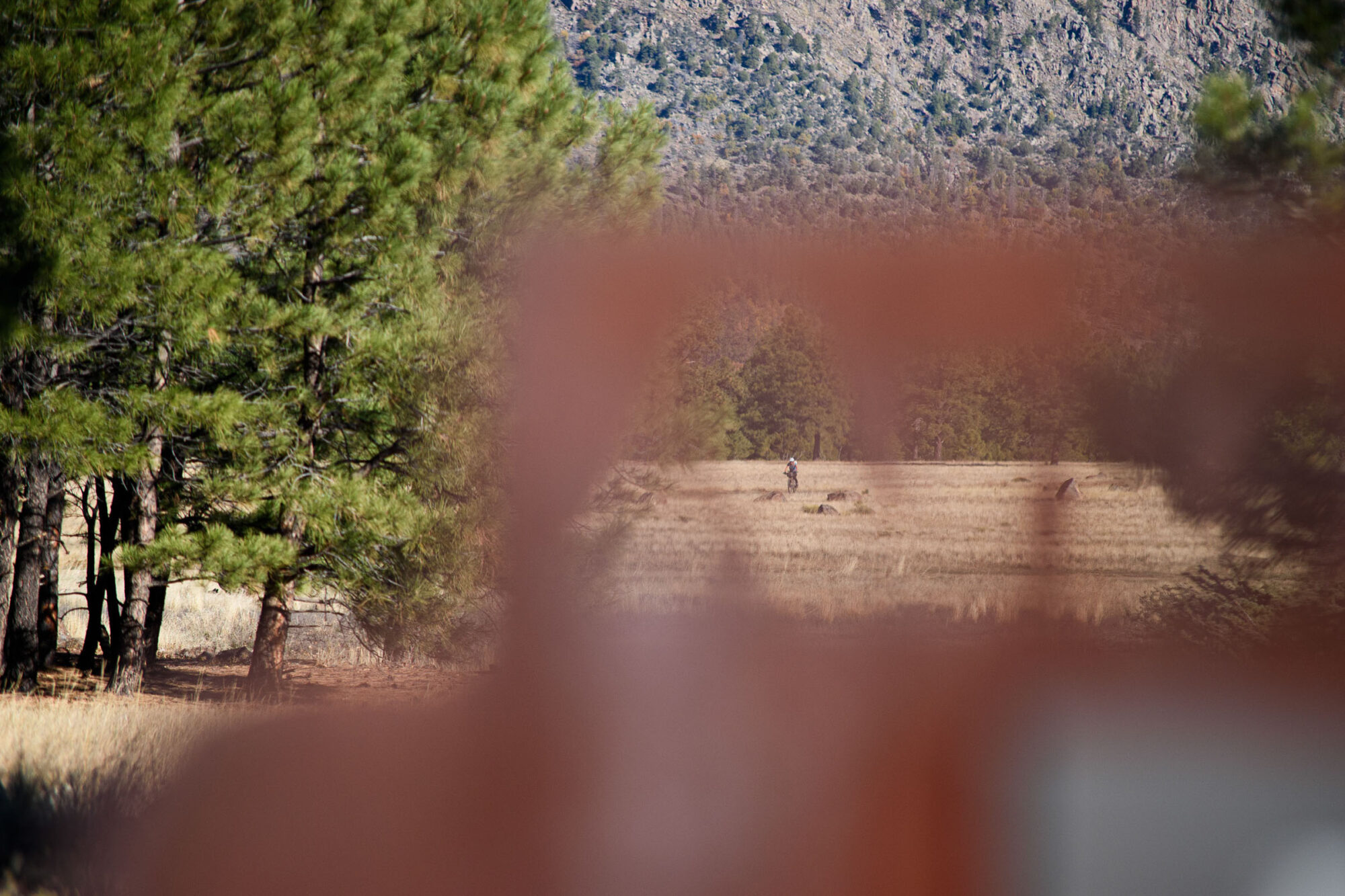 Karin Pocock 2025 AZTR