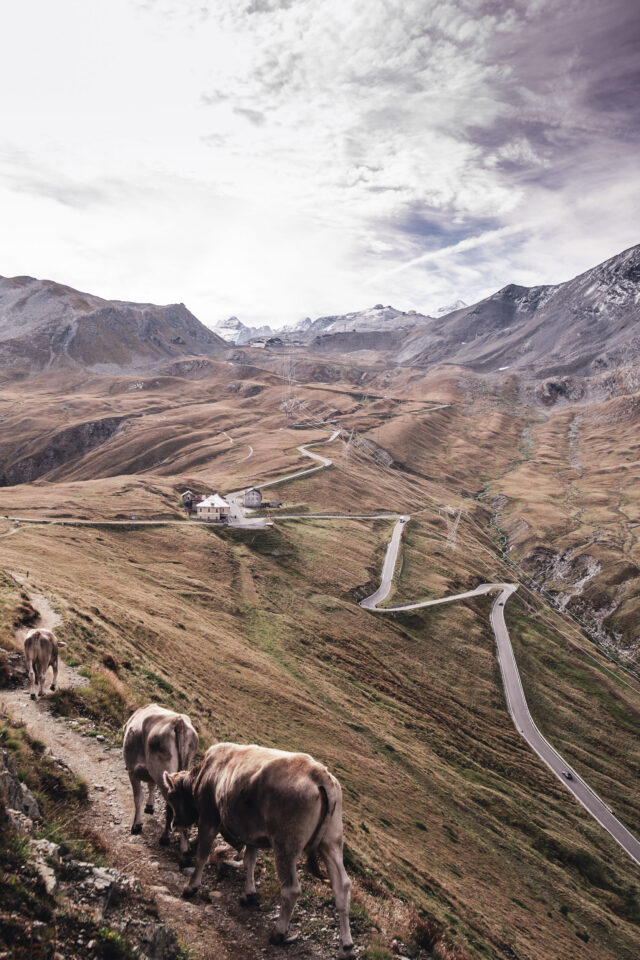 Sneak Peaks 2025 Recap