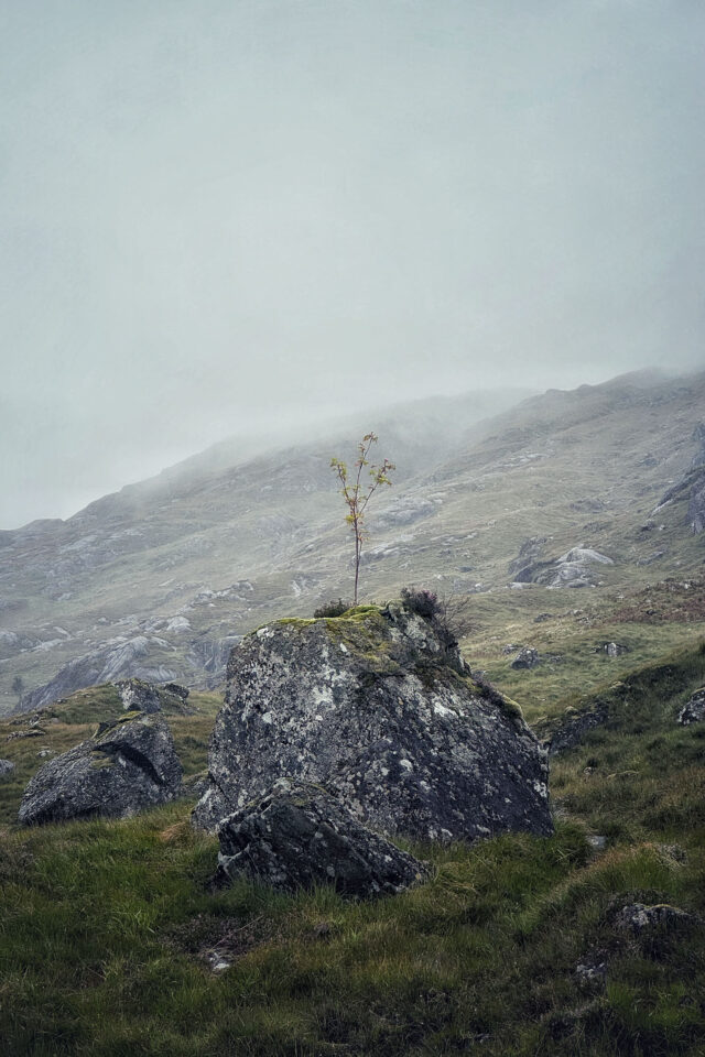 wildcat route allen video