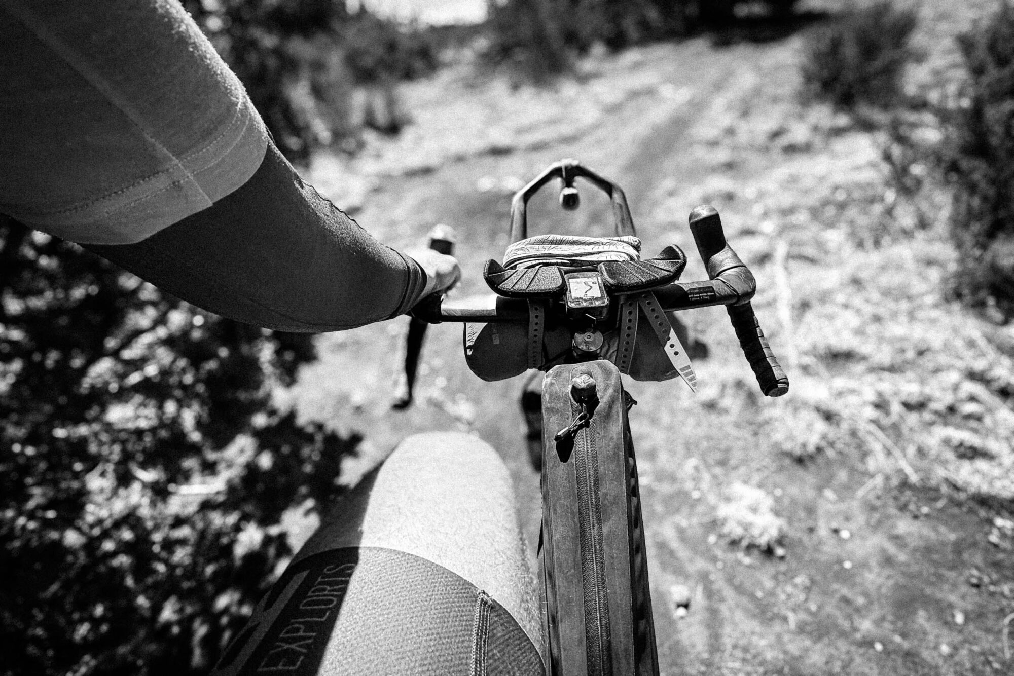 Pinyons, Lions, Pines, and Doubt