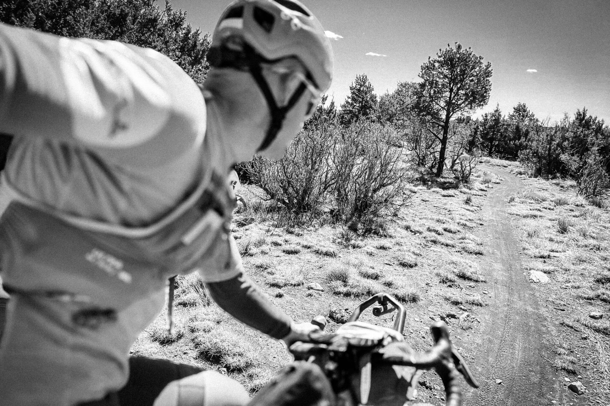 Pinyons, Lions, Pines, and Doubt