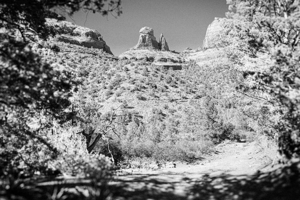 Pinyons, Lions, Pines, and Doubt