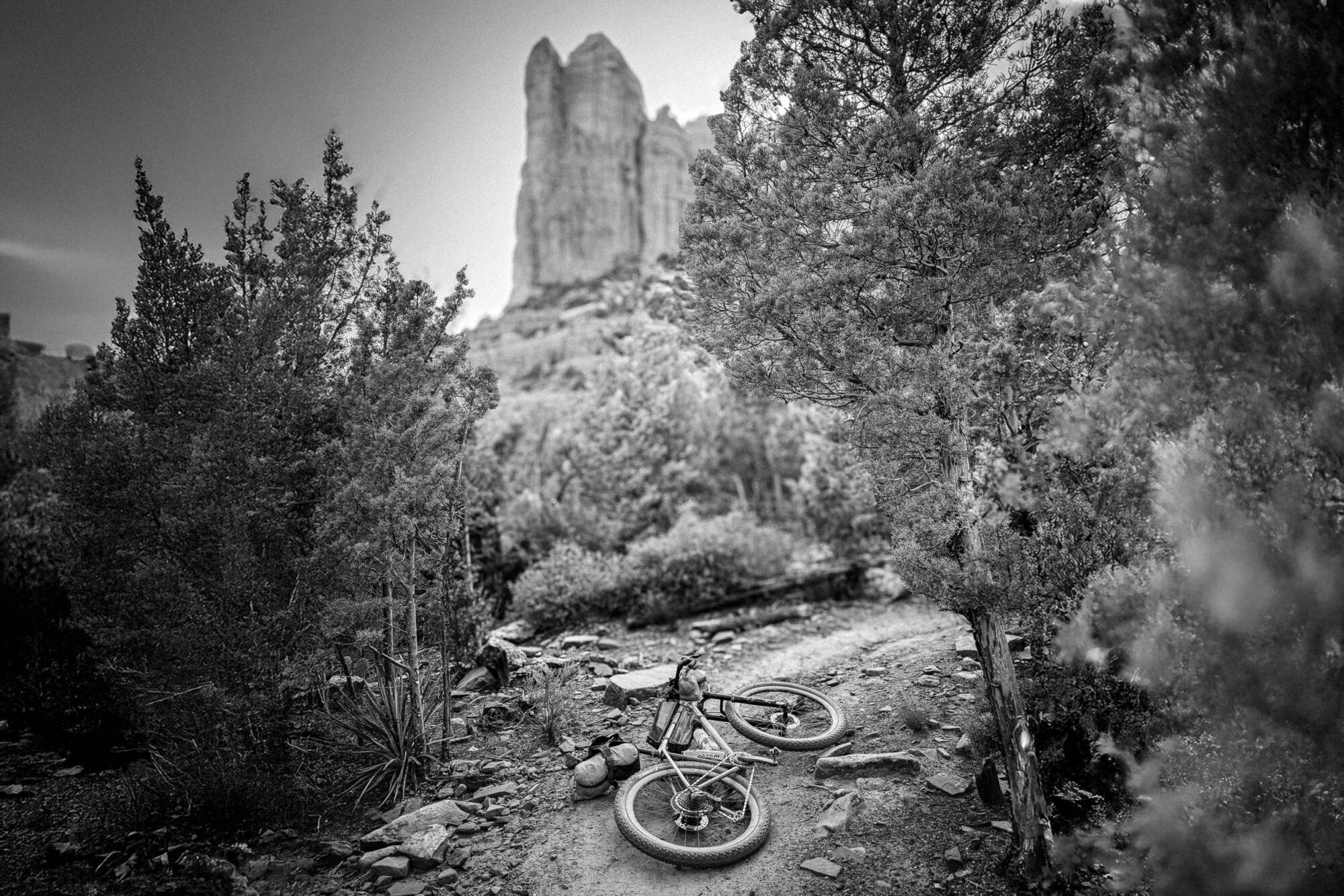 Pinyons, Lions, Pines, and Doubt