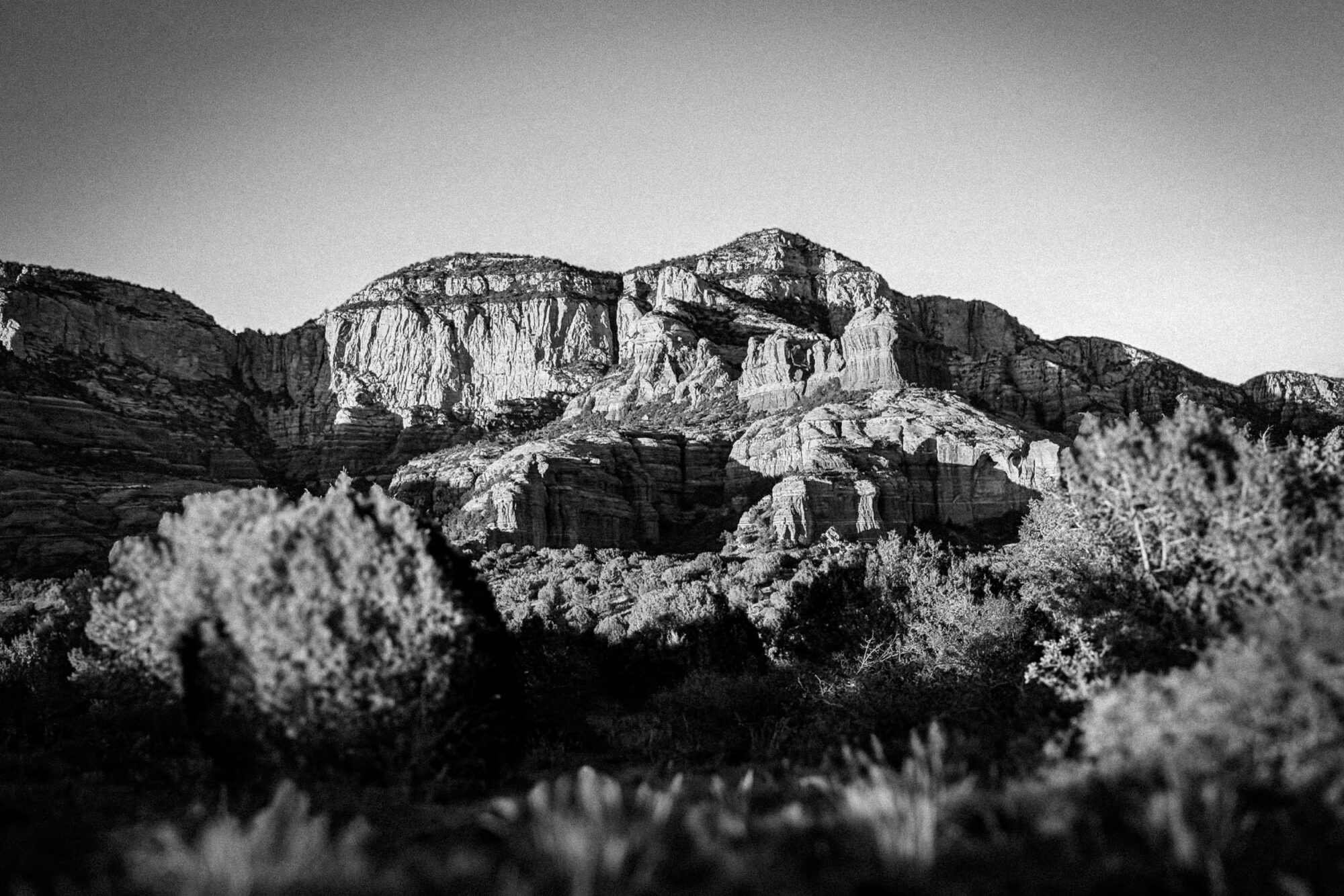 Pinyons, Lions, Pines, and Doubt