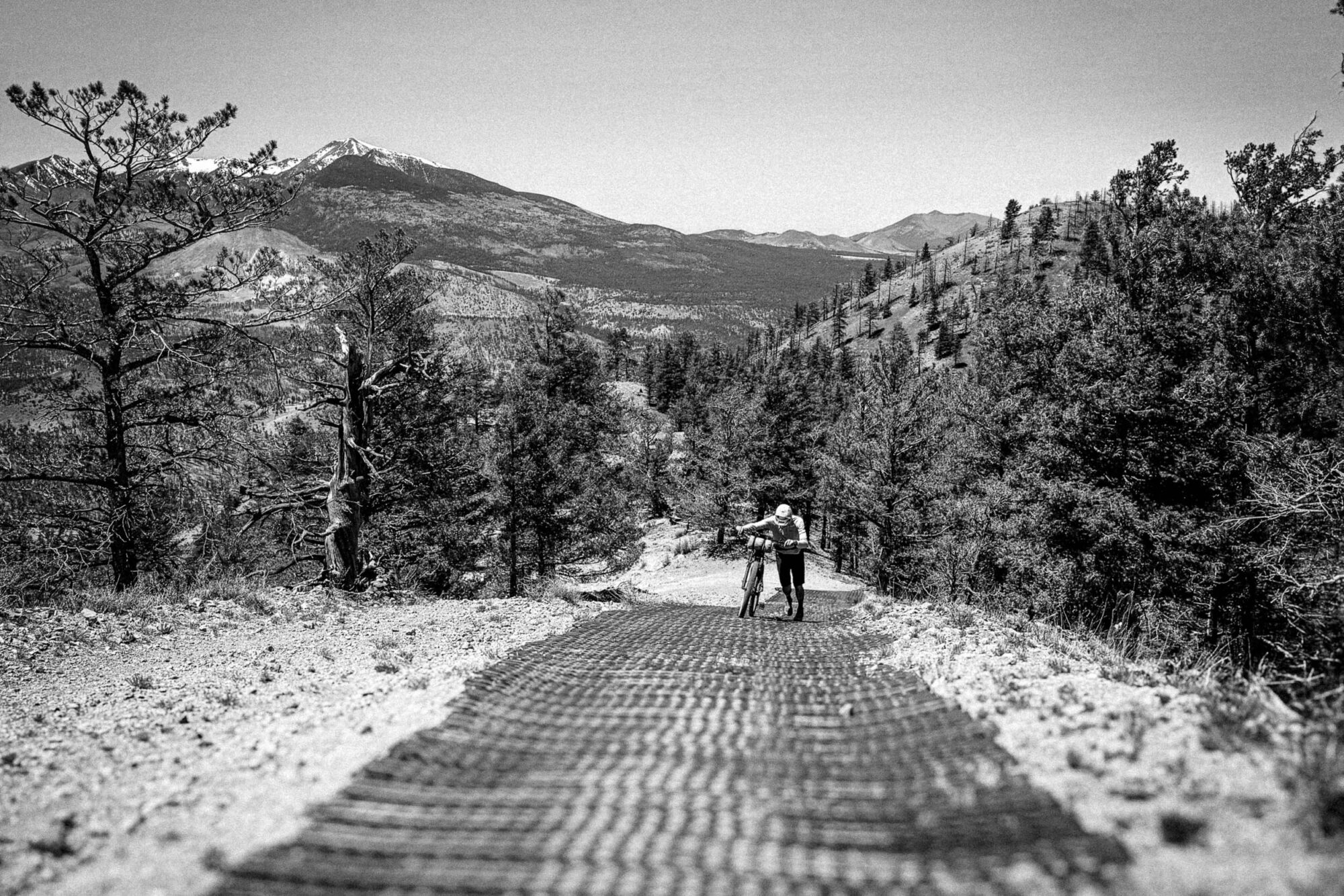 Pinyons, Lions, Pines, and Doubt