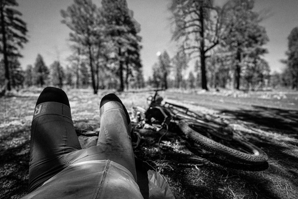 Pinyons, Lions, Pines, and Doubt