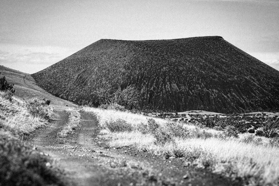 Pinyons, Lions, Pines, and Doubt