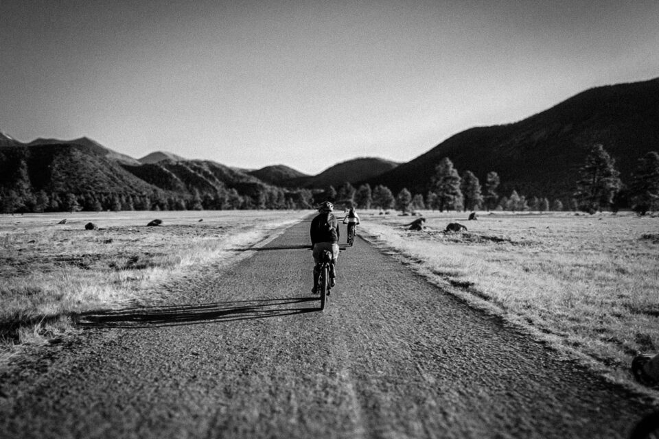 Pinyons, Lions, Pines, and Doubt