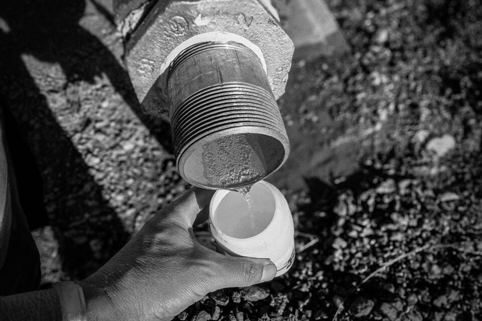 Pinyons, Lions, Pines, and Doubt