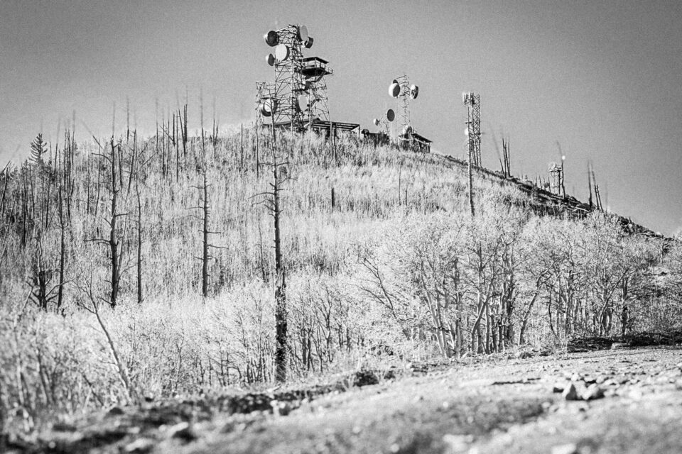 Pinyons, Lions, Pines, and Doubt