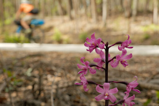 Tassie Traverse bikepacking route