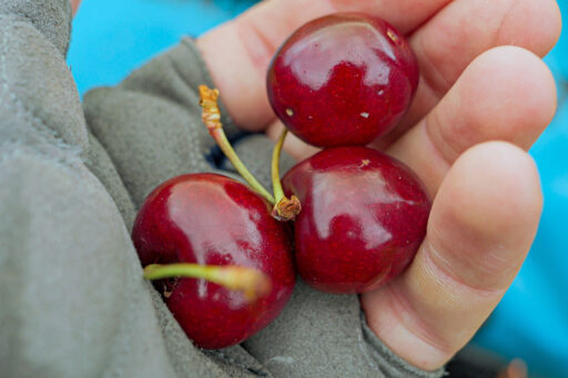 Tassie Traverse bikepacking route