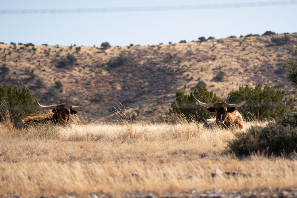 2025 west texas showdown recap