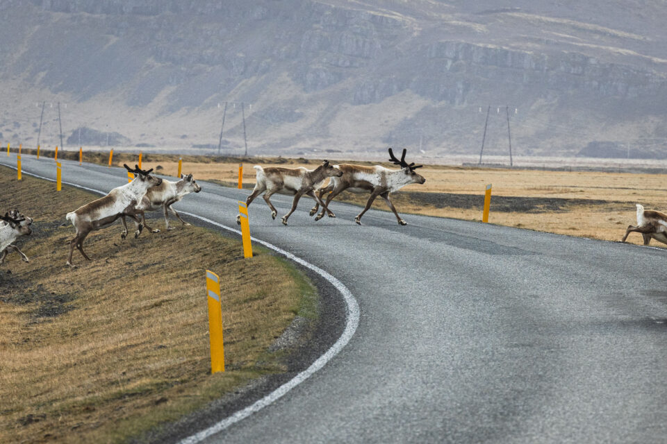 A Hundred Words for Wind Film Cycling to Ski Iceland