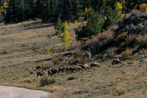 Aspen Ridge Overnighter Buena Vista to Salida