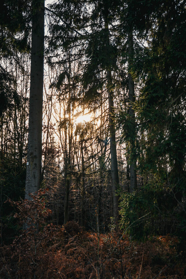 Good Night 2025 Campout