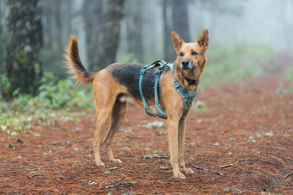 shakedown ride la reina overnighter