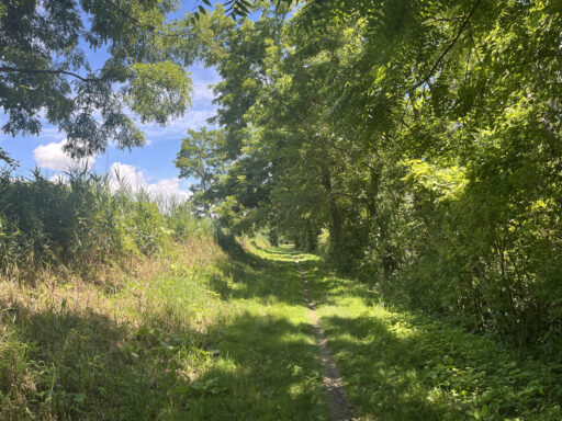 GAWR Segment 5 Maize