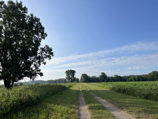 GAWR Segment 5 Maize