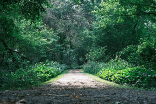 GAWR Segment 5 Maize