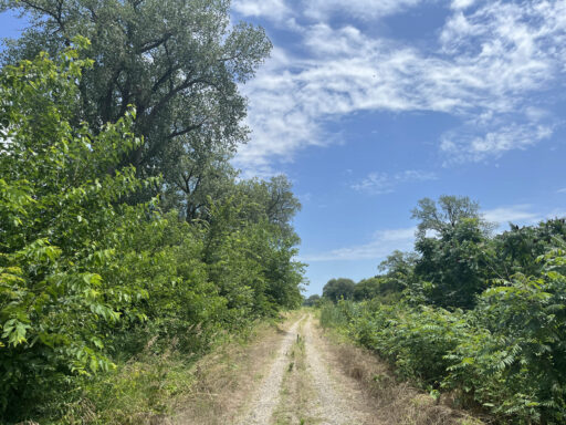 GAWR Segment 5 Maize