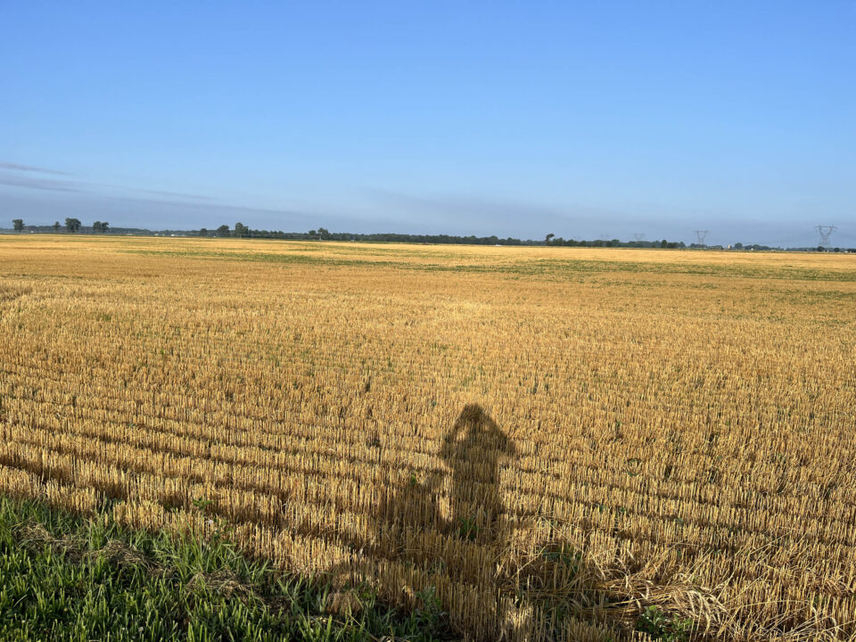 GAWR Segment 5 Maize