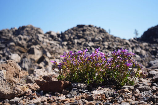 Sattitla Flow Bikepacking Route