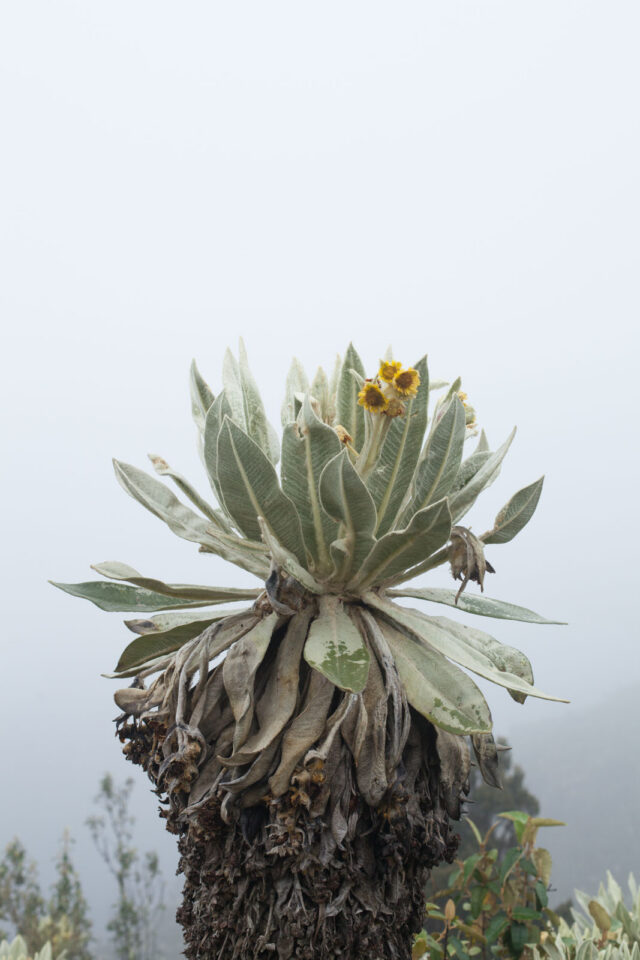 trans ecuador mountain bike route