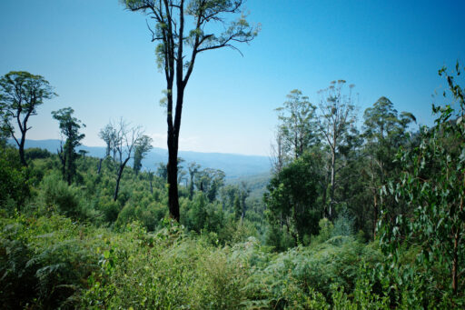 Billy Bunyip Overnighter