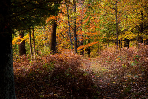 Michigan Off-Road Expedition More Bikepacking Route