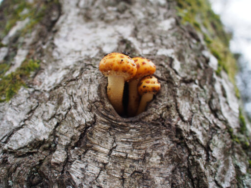 From Hamburg to Heath and Hills Bikepacking Overnighter