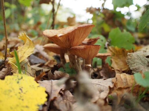 From Hamburg to Heath and Hills Bikepacking Overnighter