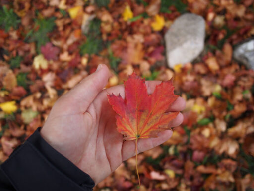 From Hamburg to Heath and Hills Bikepacking Overnighter