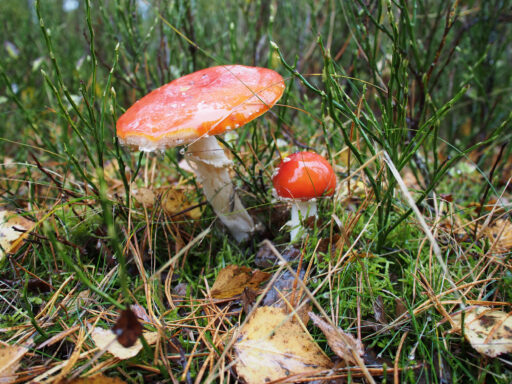 From Hamburg to Heath and Hills Bikepacking Overnighter