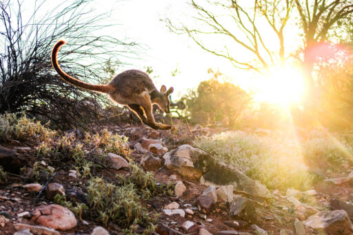 Ikara Outback bikepacking route