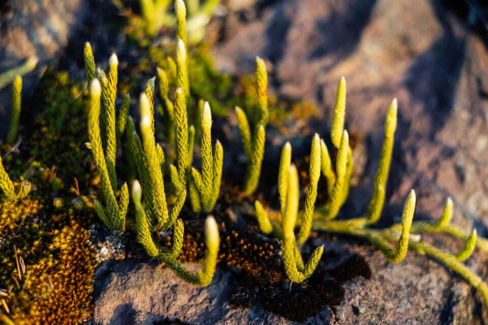 Oh Boyaca bikepacking story, Cass Gilbert