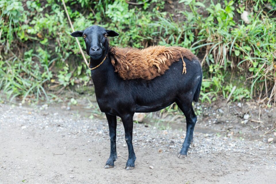 Oh Boyaca bikepacking story, Cass Gilbert