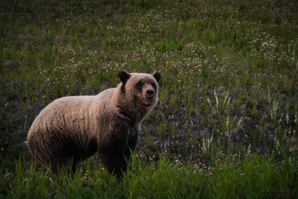Cycling Alaska with a Stranger (Video)