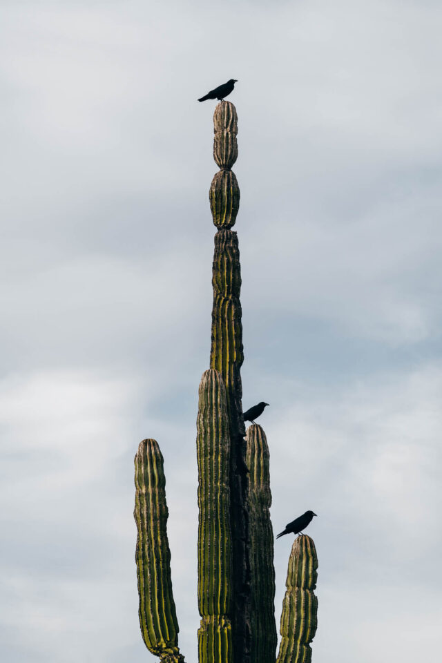 Baja Divide