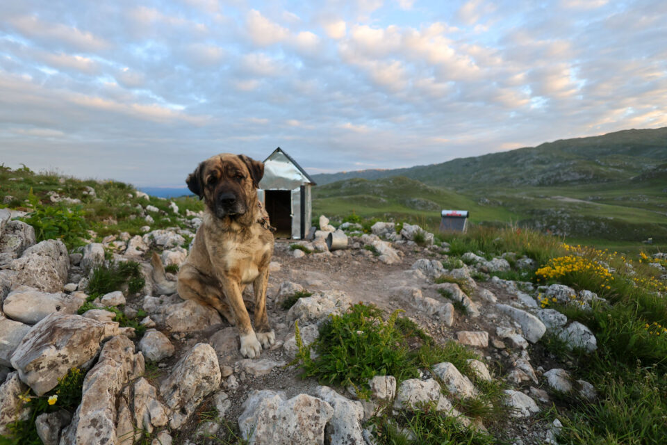 2026 trans balkan race video