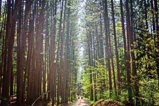 Up North Loop Bikepacking Route