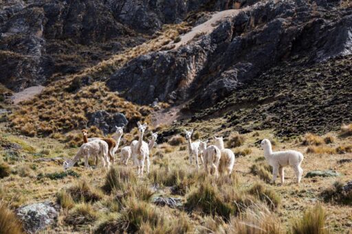 Conexion Oyon, Peru