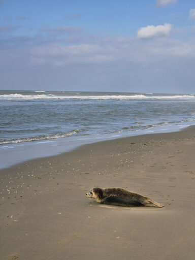 Dutch Coast Overnighter